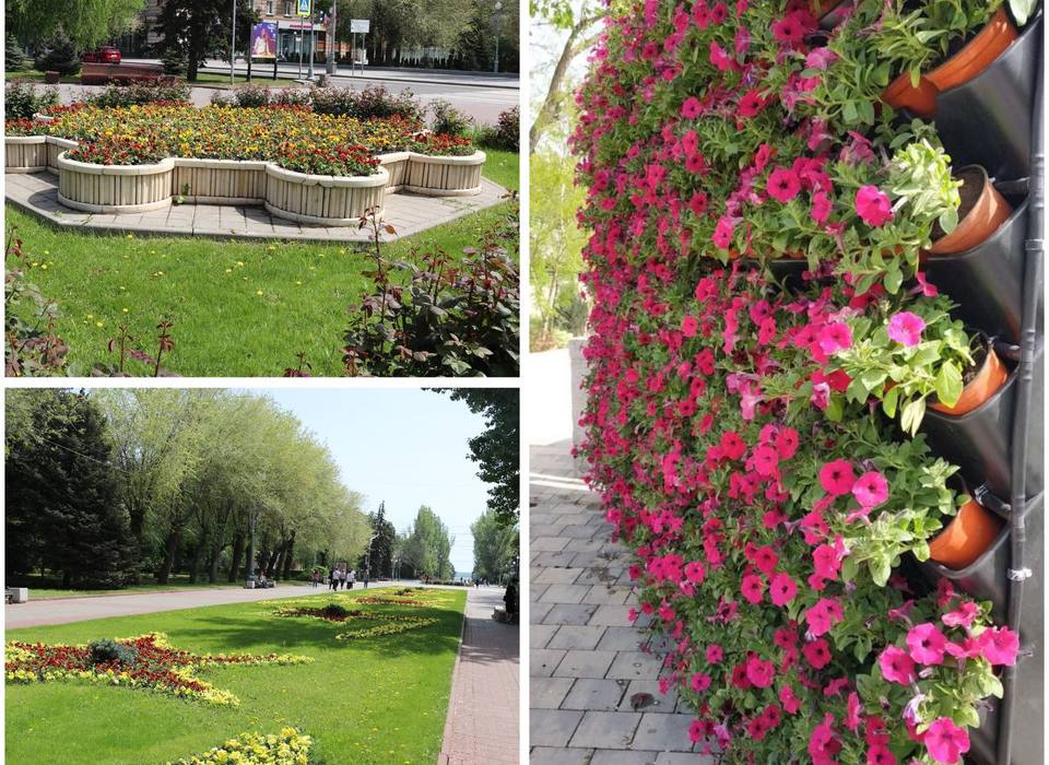 В Волгограде цветочные воры открыли сезон охоты на растения с городских клумб